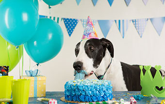 Dog Birthday Events